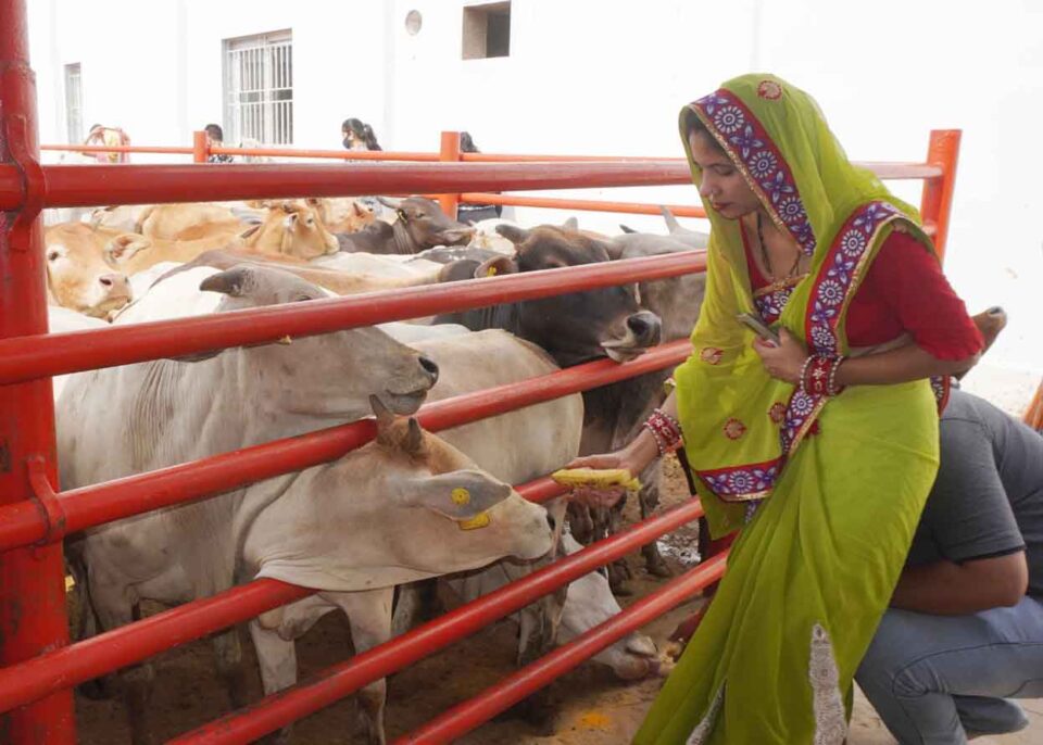 South India’s biggest Goushala Satyam Shivam Sundaram Gau Nivas organised Annakut Celebrations on Sunday